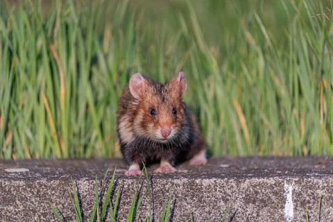 One European hamster (Cricetus cricetus), Eurasian hamster, black-bellied hamster or common