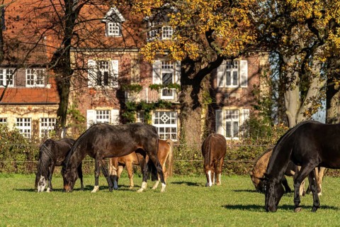 Horses in the pasture at Ponyhof Schleithoff, Havixbeck, Münsterland, North Rhine-Westphalia,