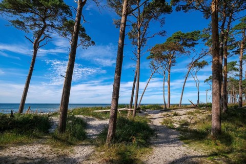 Born am Darß, Fischland-Darß-Zingst, Mecklenburg-Vorpommern, Germany, Pine forest in the dunes on