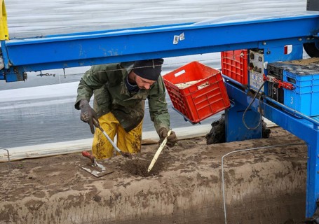 Wesel, North Rhine-Westphalia, Germany, Harvest workers from Eastern Europe harvest the first