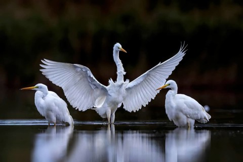 Great White Egret (Ardea alba) Winter visitor, migratory bird, streaky light, resting bird, group,
