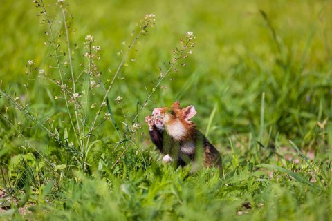 A European hamster (Cricetus cricetus), Eurasian hamster, black-bellied hamster or common hamster,