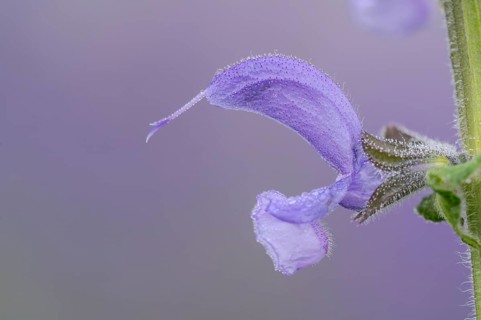 Meadow sage (Salvia pratensis), single flower, Oberhausen, Ruhr area, North Rhine-Westphalia,