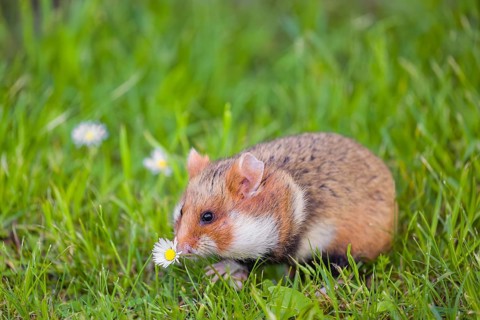 A European hamster (Cricetus cricetus), Eurasian hamster, black-bellied hamster or common hamster,