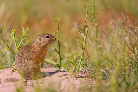 A European ground squirrels (Spermophilus citellus) or European souslik stands on sand with some