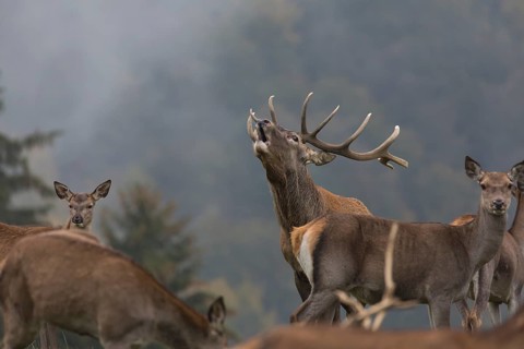 Red Deer buck standing on a meadow in autumn. Fog and trees in the background. Rutting season,