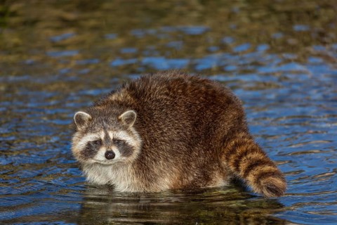 One Raccoon, Procyon lotor, looking for food between the pebbles in shallow water