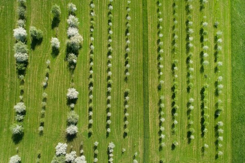 Bird's eye view of blossoming fruit tree plantation, Canton Thurgau, Switzerland, Europe