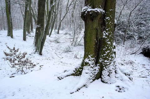 Beech forest in winter, with freshly fallen snow, Bottrop, Ruhr area, North Rhine-Westphalia,