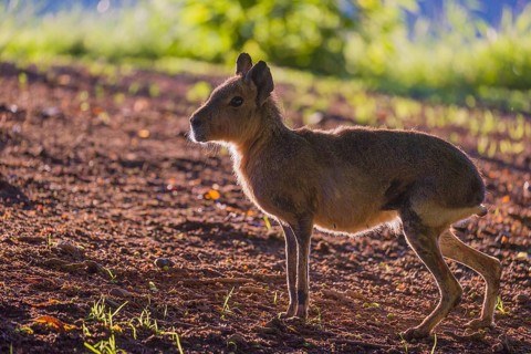 One Patagonian mara (Dolichotis patagonum) stands on a meadow in strong backlight and shows a