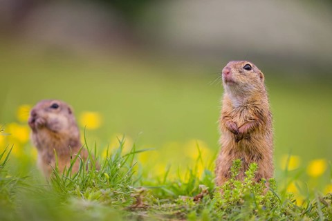 Two adult European ground squirrel (Spermophilus citellus) or European souslik stand tall in green