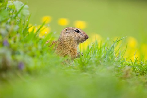 An adult European ground squirrel (Spermophilus citellus) or European souslik sits in green gras