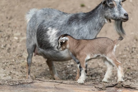 Pygmy goat mom, Capra hircus, with a newborn young standing in front of her on a log
