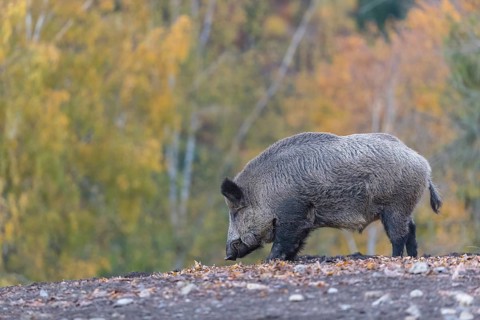 One wild boar or wild pig (Sus scrofa), walking over an opening in early morning light, searching