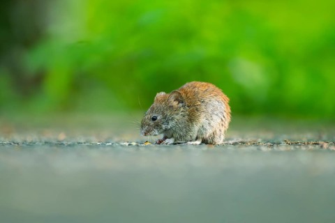 Common vole (Microtus arvalis) on the ground, Bavaria, Germany, Europe
