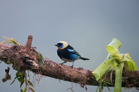 Purple-masked Tanager (Tangara larvata), Costa Rica, Central America