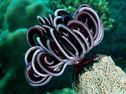 Metallic shining Bennett's hairstar (Anneissia bennetti) in the sea, surrounded by green flora,