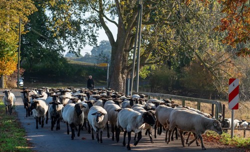 A herd of black-headed sheep (Ovis gmelini aries) on a road, Mecklenburg-Western Pomerania,