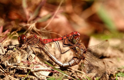 Dragonfly wheel, dragonflies in October, Saxony, Germany, Europe