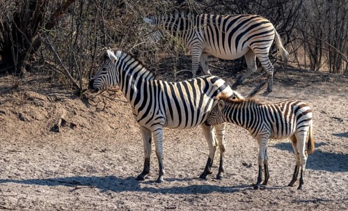Plains zebra (Equus quagga), mother with young, Khama Rhino Sanctuary, Serowe, Botswana, Africa