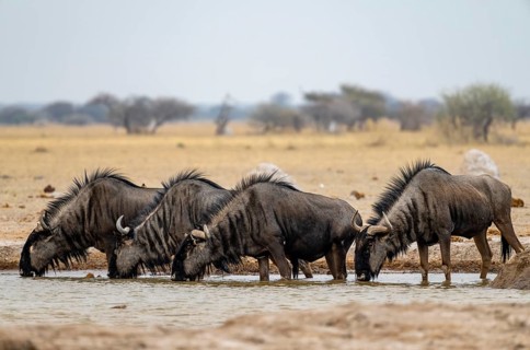 Blue wildebeest (Connochaetes taurinus), four wildebeest drinking at a waterhole, Nxai Pan National