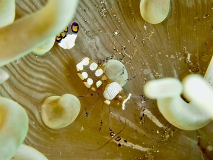 Transparent peacock anemone shrimp (Ancylocaris brevicarpalis) in a sea anemone on the seabed, dive