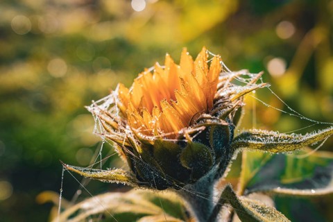 A close-up of a sunflower covered in cobwebs and shiny morning dew, Gechingen, Black Forest,