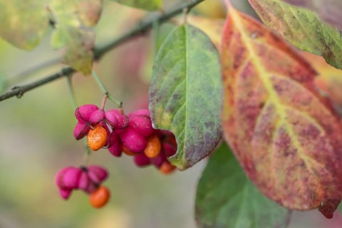 Peacock, spindle bush (Euonymus europaeus), fruit stand, Emsland, Lower Saxony, Germany, Europe