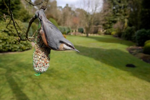 Nuthatch (Sitta europaea), at a titmouse dumpling, winter feeding in the garden, North