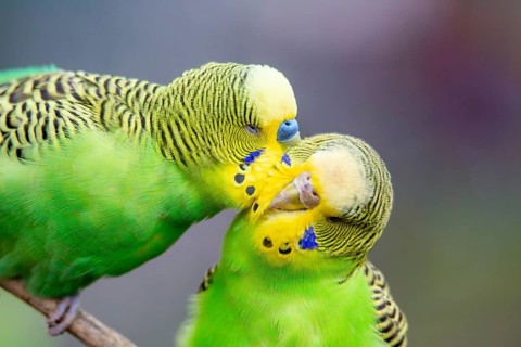 Close-up of two budgies that obviously like each other