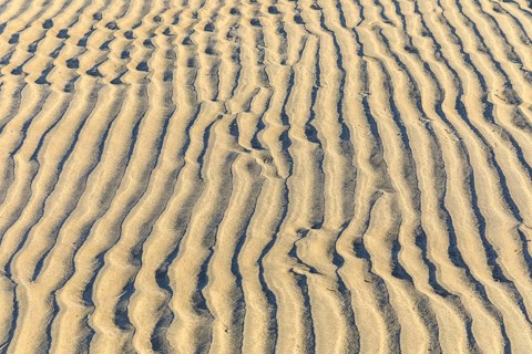 Pattern in the sand, formed by wind and water, in between a single razor clam, North Beach of