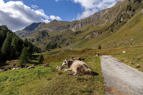 Cattle (Bos taurus) beside the road, path through the Sambuco valley, Vale Sambuco, near Fusio,