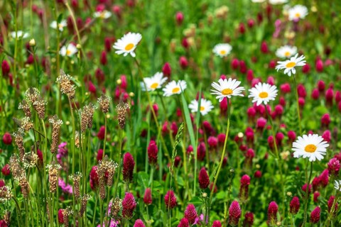 Flowering meadow with daisies (Leucanthemum) and incarnate clover (Trifolium incarnatum) in bloom,