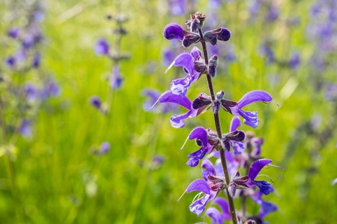 Meadow sage (Salvia pratensis) in bloom