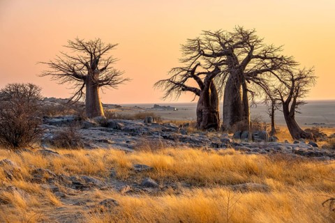 African baobab or baobab tree (Adansonia digitata), several trees at sunrise, Kubu Island (Lekubu),