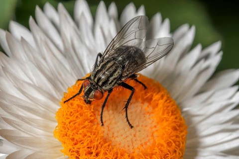 Flesh fly (Sarcophagidae) on a white immortelle (Helychrysum), Baden-Württemberg, Germany, Europe