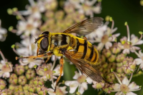 Close-up of the female of a death's-head hoverfly (Myanthropa florea on white flowers of angelica
