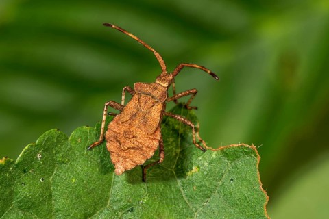 Dock bug (Coreus marginatus) in the 5th larval stage sitting on a leaf in nature,