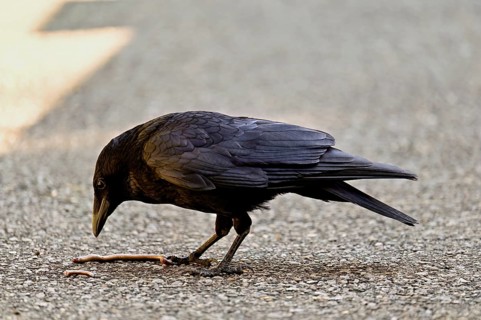 Corvus corone, with captured worm, Switzerland, Europe