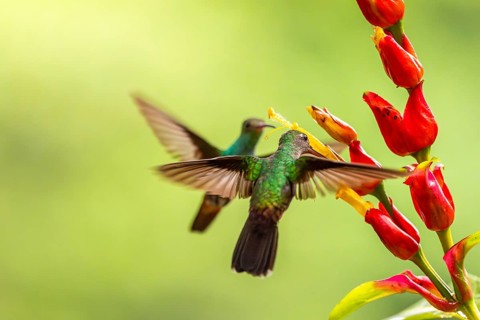 Green-fronted Brilliant Hummingbird (Heliodoxa jacula), Hummingbird (Trochilidae), Swiftbirds