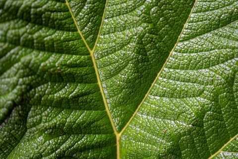 Mammoth leaf (poorman's umbrella), leaf structure, detail of a leaf, Poás National Park, central
