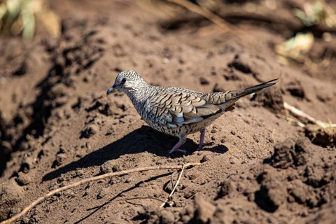 Scaled pigeon (Columbina squammata) pantanal Brazil