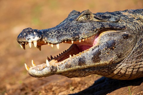 Spectacled caiman (Caiman crocodilius) Panatanal Brazil