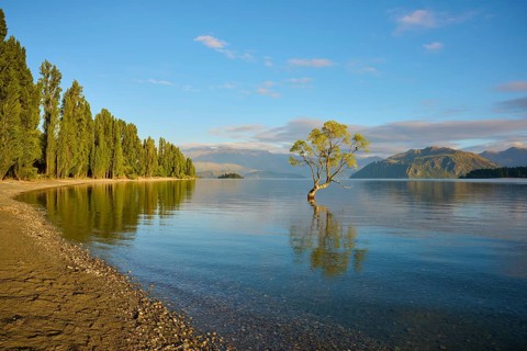 A tree juts out of the lake on a sunny morning, surrounded by tall trees, summer, Lake Wanaka,