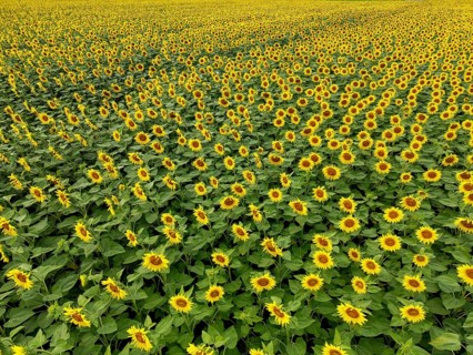 Sunflower field near Holzhausen, town of Rheinau, aerial view, Ortenau district, Baden-Württemberg,