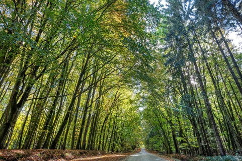 Autumnal beech forest (Fagus) on a village street Rehna, Mecklenburg-Vorpommern, Germany, Europe