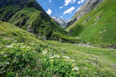 Flower meadow in Umbaltal, Venediger Group, Hohe Tauern National Park, East Tyrol, Tyrol, Austria,