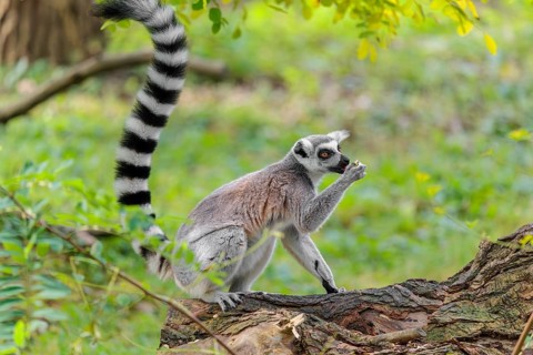 A ring-tailed lemur (Lemur catta) sits on a rotten tree lying on the ground and eats a fruit