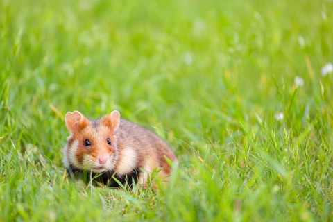 A European hamster (Cricetus cricetus), Eurasian hamster, black-bellied hamster or common hamster,