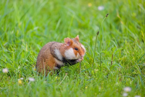 A European hamster (Cricetus cricetus), Eurasian hamster, black-bellied hamster or common hamster,
